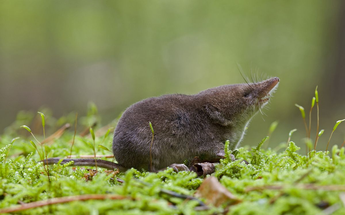 Shrews' Heads (and Brains) Shrink As Seasons Change Live Science