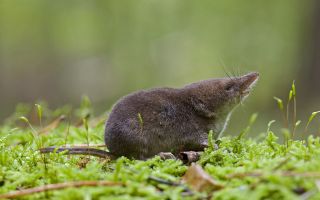 The shrew Sorex araneus survives harsh winter conditions by using its head.