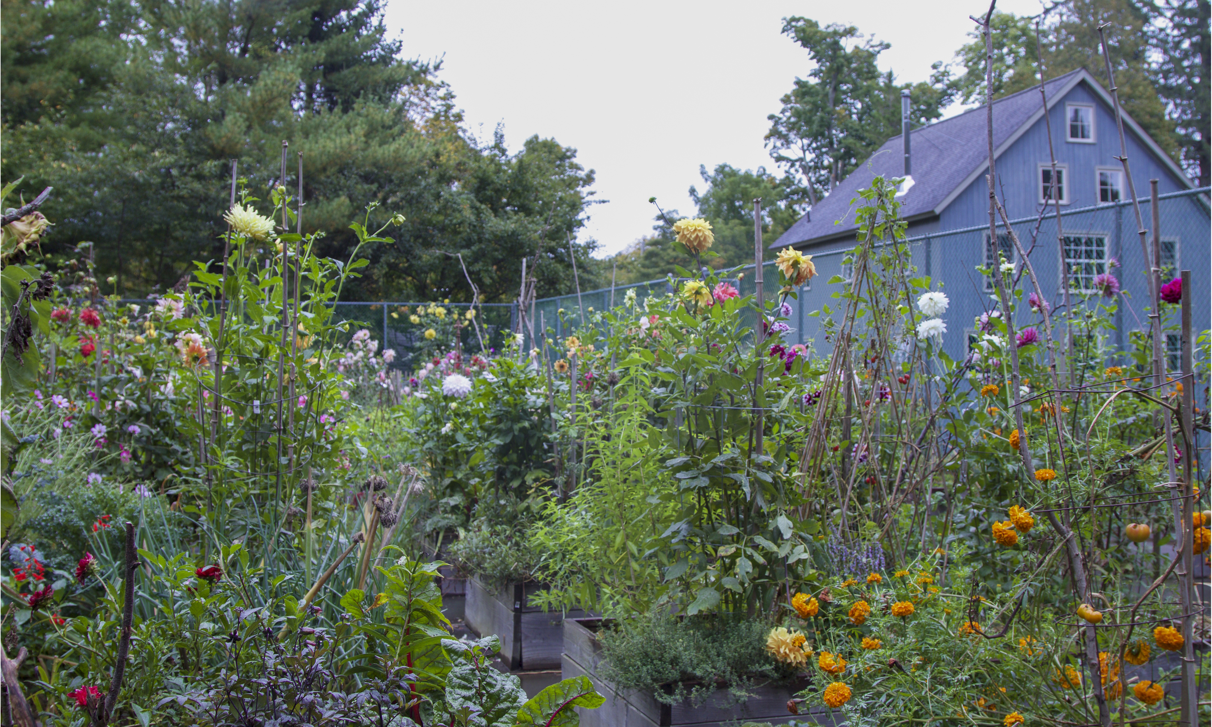 Frances Palmer tennis court garden
