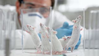 A man wearing a white mask looks into a glass box full of five white mice, all standing up peering over the edge of the box