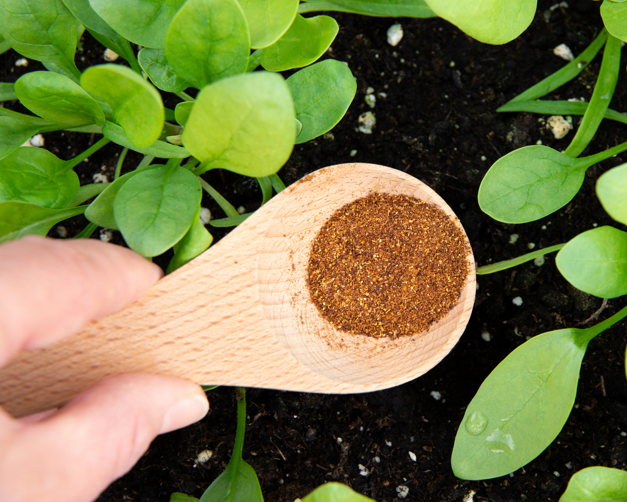 Cayenne pepper sprinkled in garden as a humane groundhog repellent