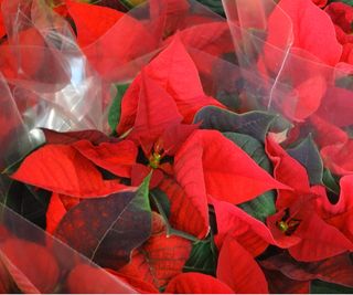 Poinsettia in plastic sleeve