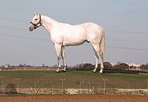 White-horse-1.jpg