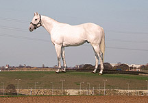 White-horse-1.jpg