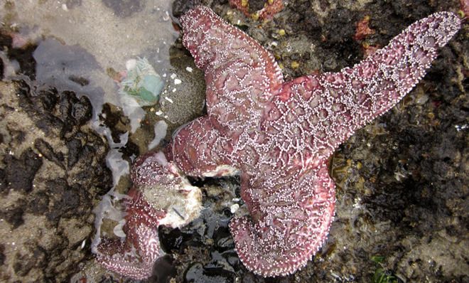 Sea Star disease