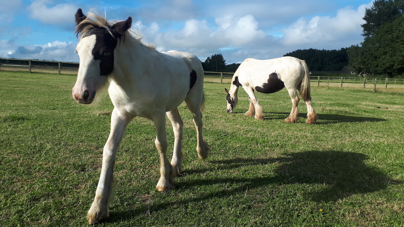 pregnant mare