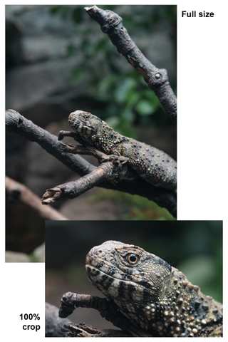 An image of a lizard inset on a white background next to a copy of the same lizard at a 100% crop