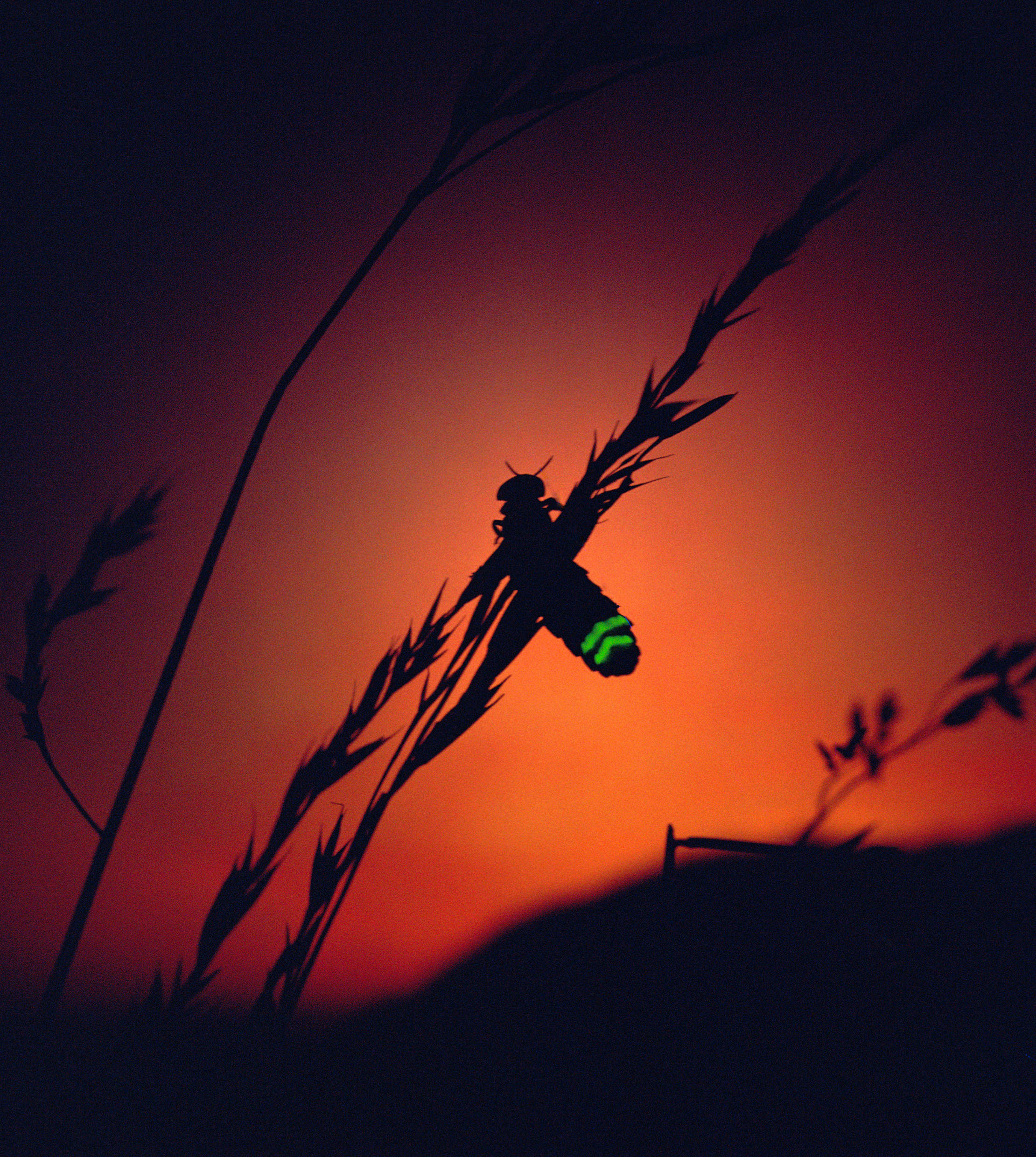 A female glow worm (Lampyris noctiluca) glowing at sunset to attract a mate in Devon.