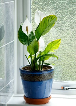 peace lily in windowsill