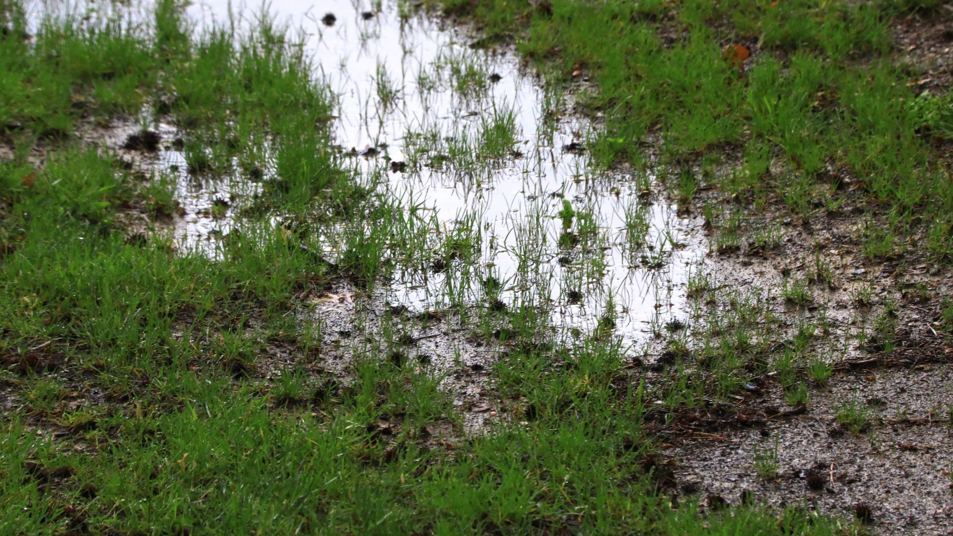 picture of waterlogged ground with grass