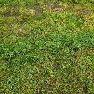 grass cut on a small lawn