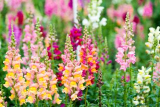 A bunch of snapdragons in bloom