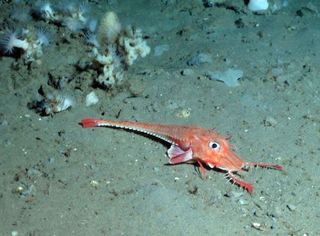 noaa-sea-robin