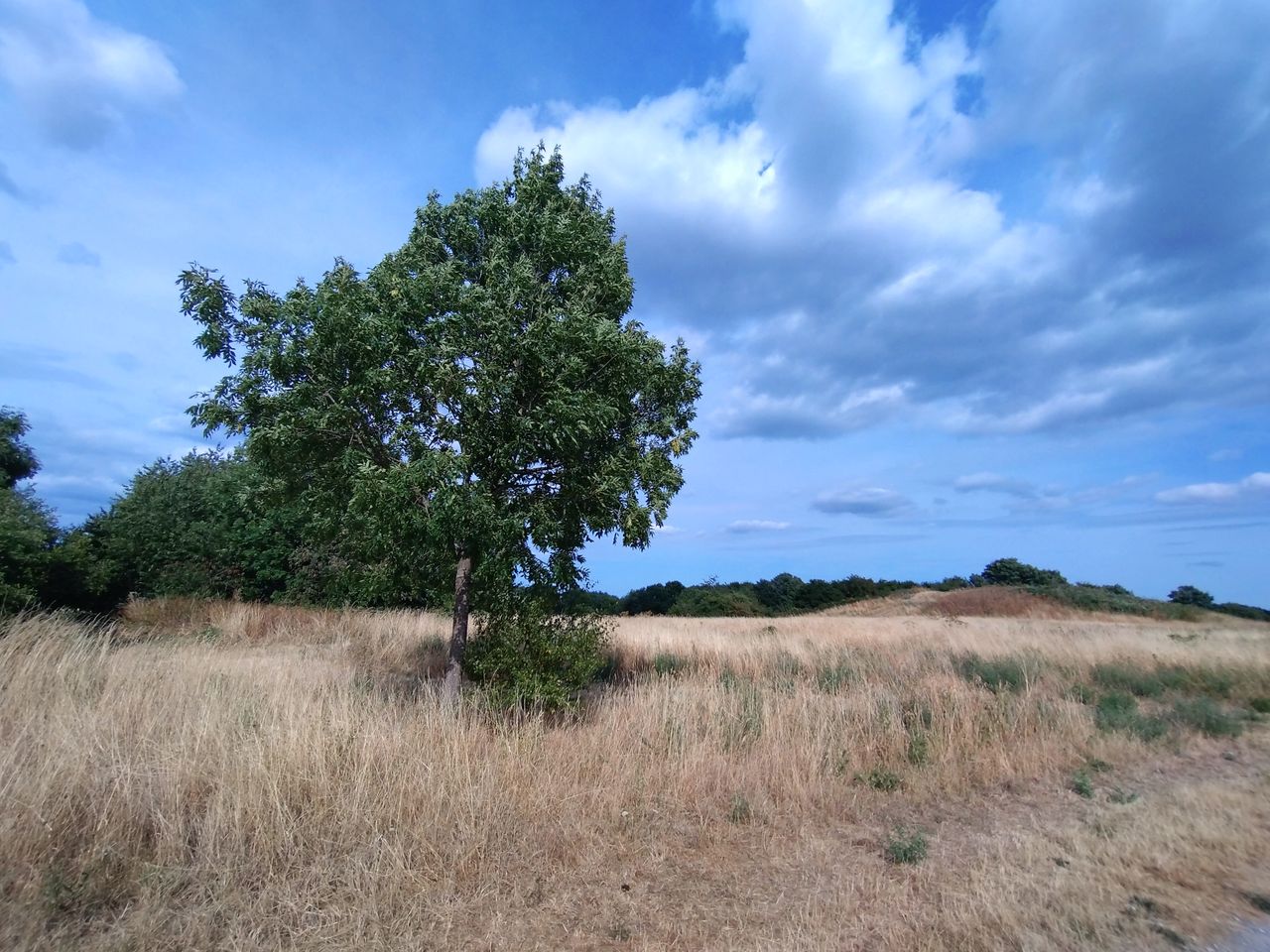Sony Xperia 10 IV camera sample image