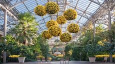 Chrysanthemum Festival at Longwood Gardens