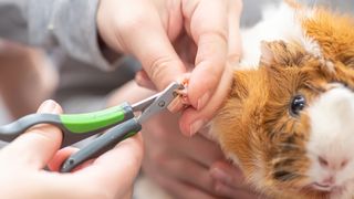 Clipping guinea pig claw