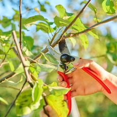 Gardening prunes apple tree