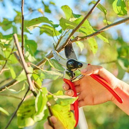 Gardening prunes apple tree