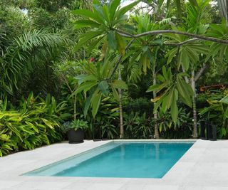 pool and planting Miami