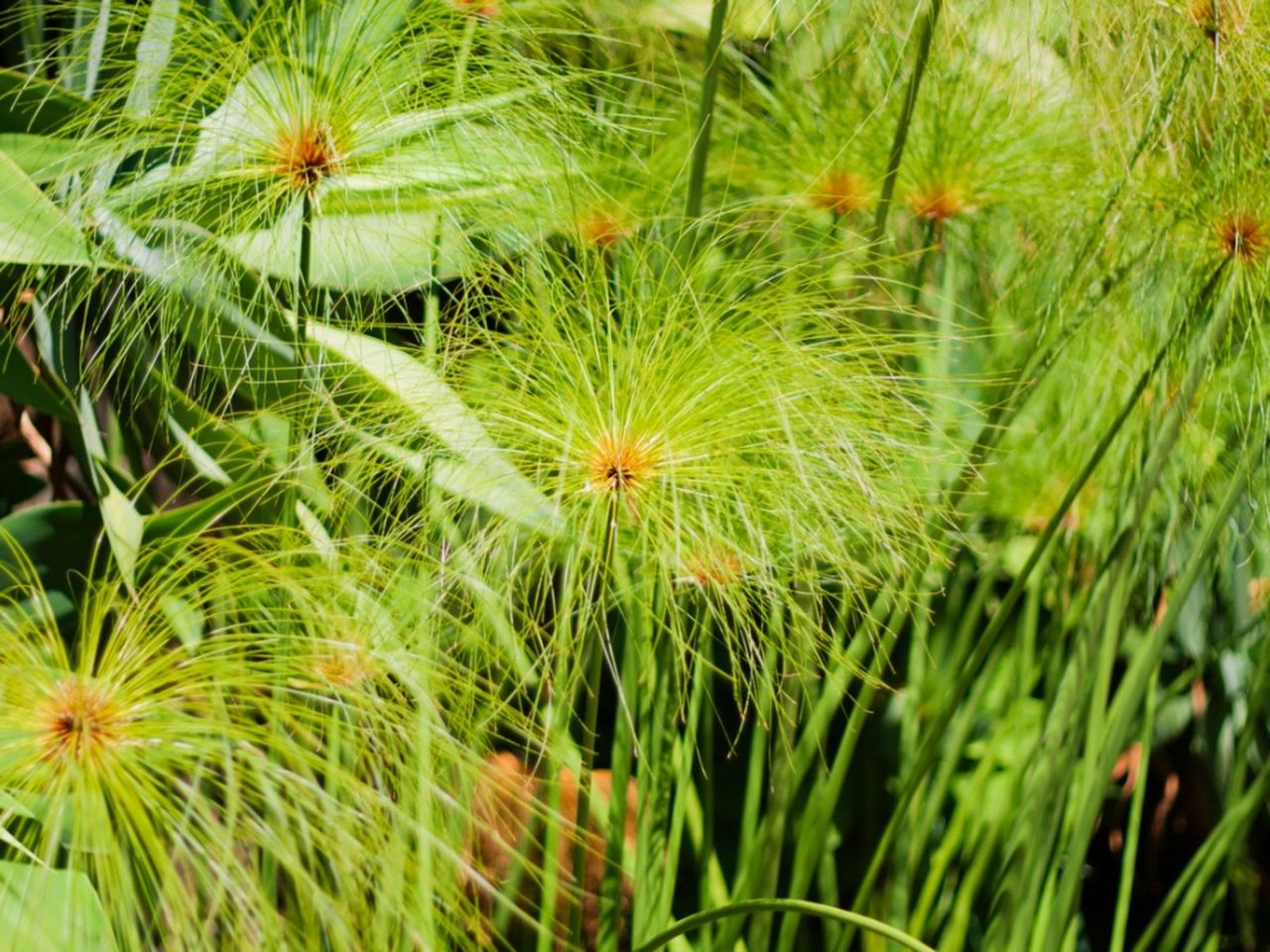 Papyrus Plant In The Garden