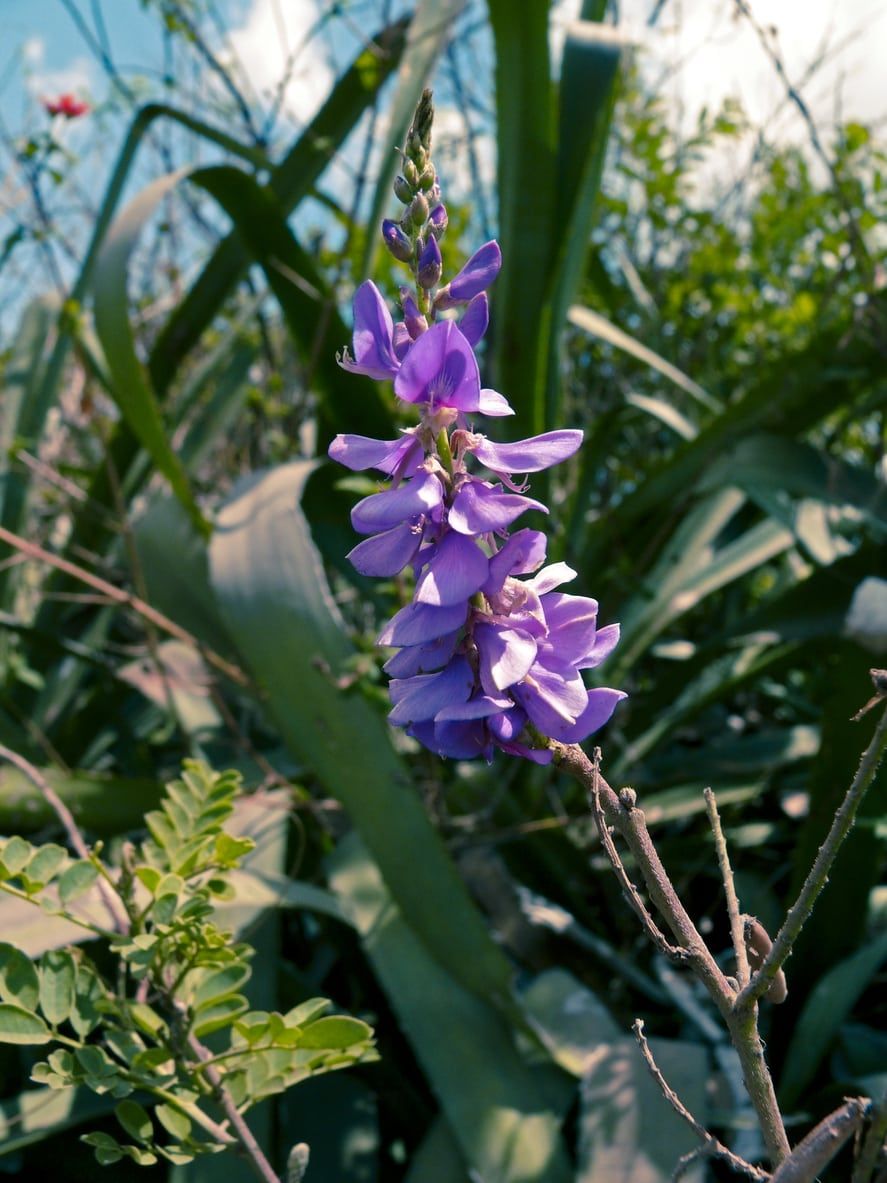 Indigo Plant