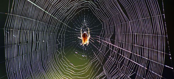 Why understanding how spiders spin silk may hold clues for