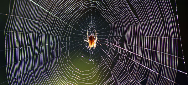 A spider's feet hold a hairy, sticky secret