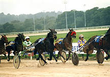 harnessracing.jpg