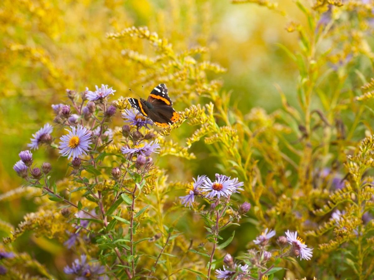 Fall Blooming Wildflowers To Add To Your Garden Gardening Know How