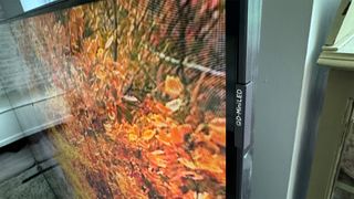 TCL 98Q9BK Mini LED TV close up on side/front of TV with leaves on screen