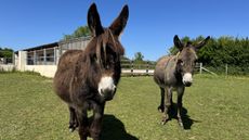 Gerry-and-Lottie_UK-Credit-The-Donkey-Sanctuary.jpeg