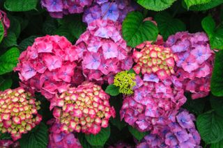 colorful color hydrangea hortensia flower flowers