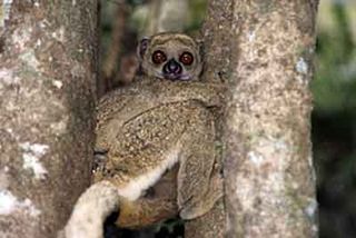 Cleese's woolly lemur, Avahi cleesei