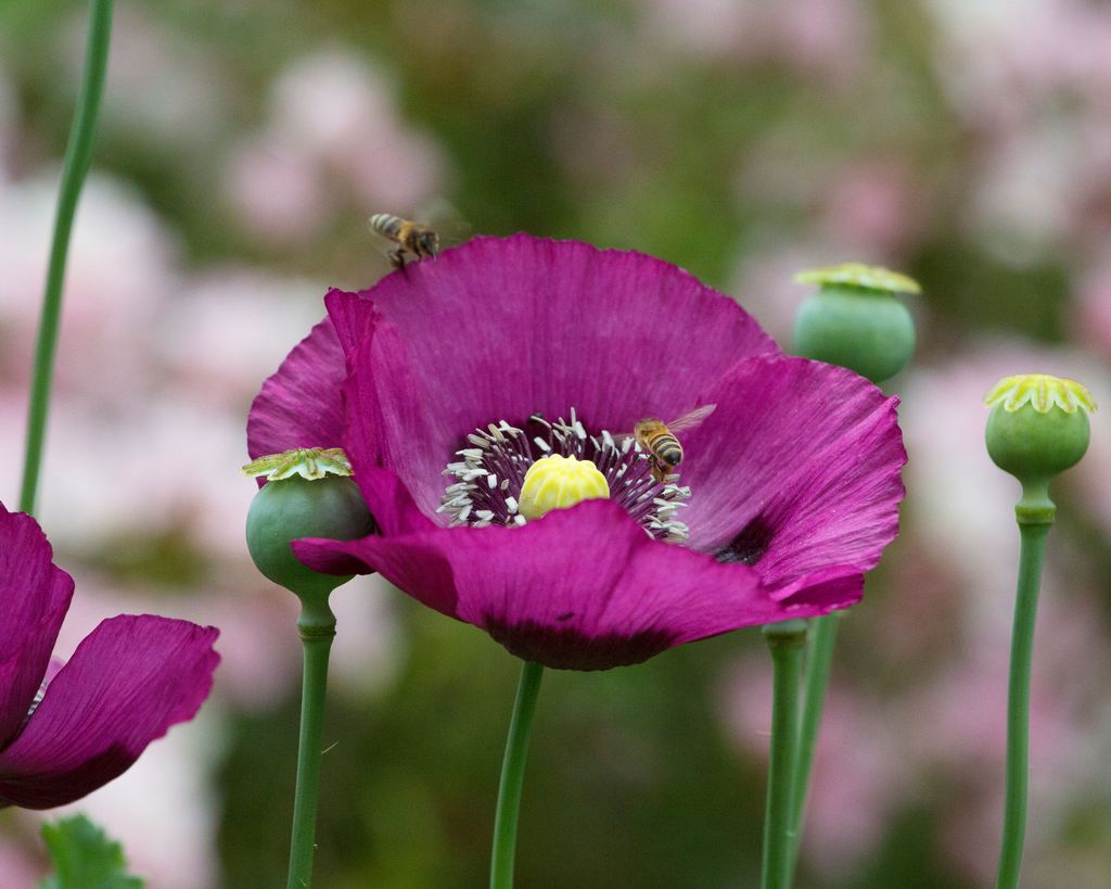 How to grow poppies