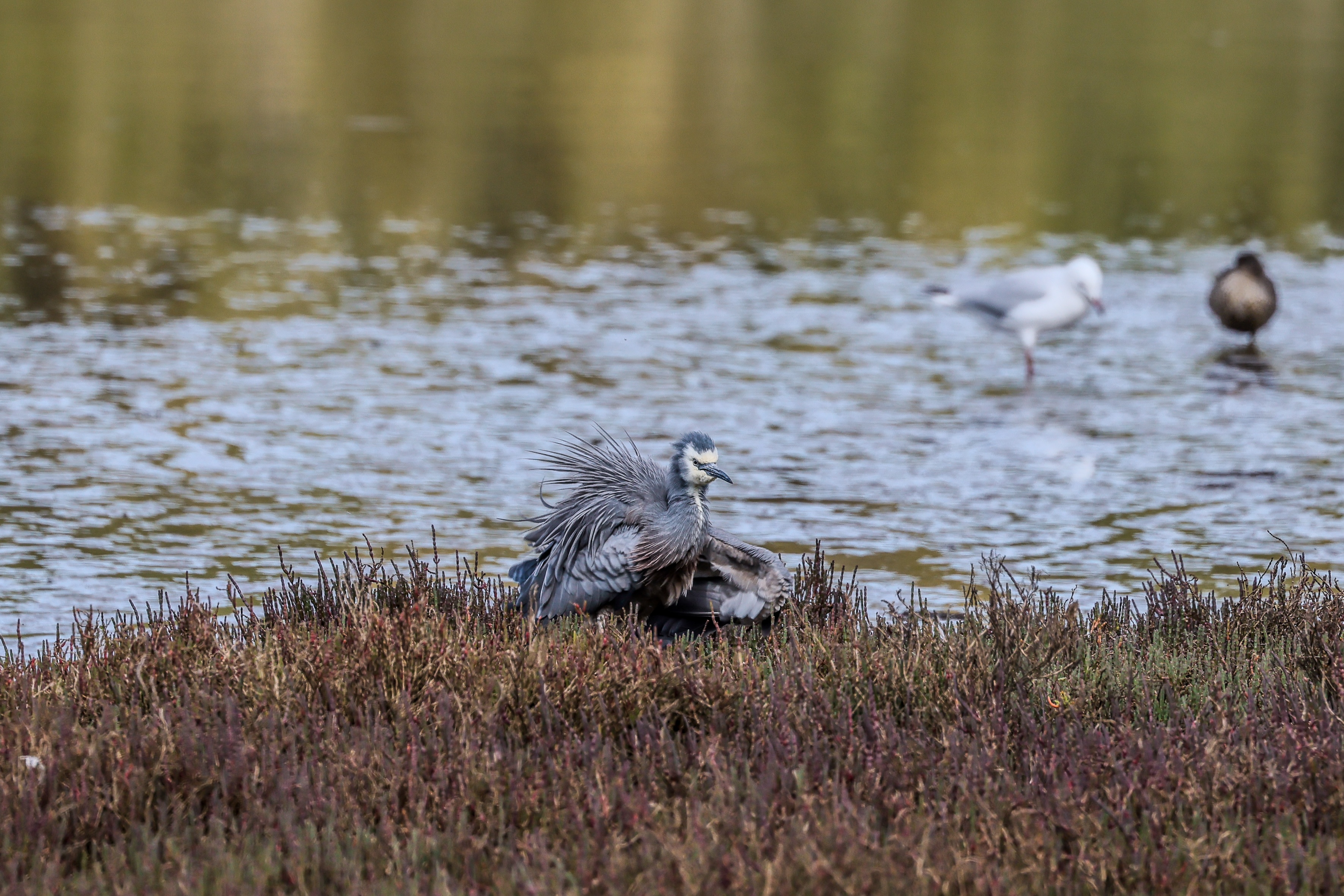 A white-faced heron chick ruffling its feathers on the banks of a lake