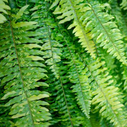 Boston fern houseplant showing healthy fronds