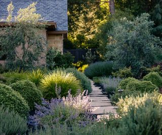 Garden pathway bordered by mature shrubs and catmint