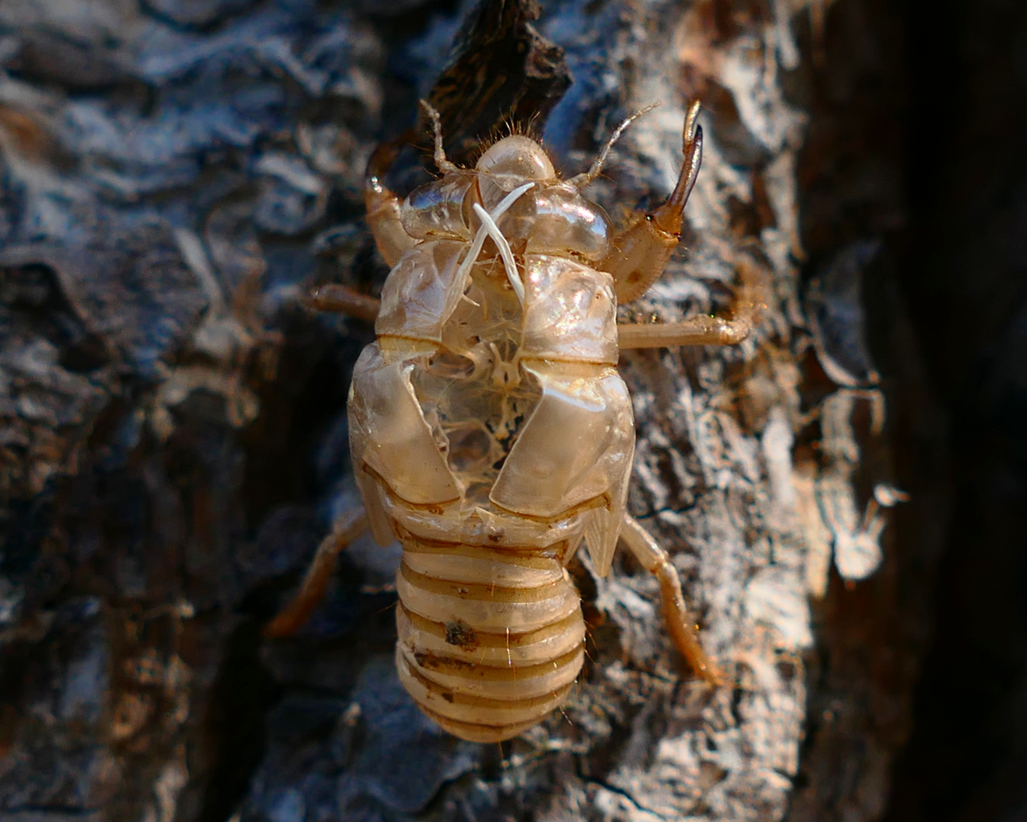 Cicada shell on tree trunk