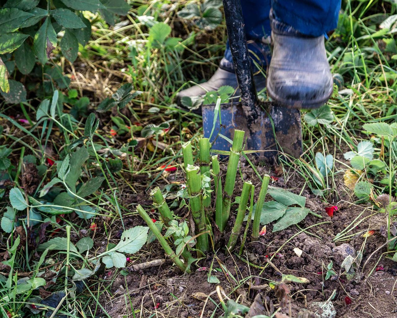 How to store dahlia tubers a simple stepbystep guide Gardeningetc