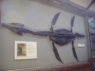 Rhomaleosaurus discovered by Mary Anning, now in the Natural History Museum in London.