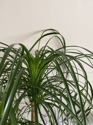 A close-up of the leaves on a ponytail palm