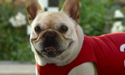 Canines were prominent in this year's Super Bowl ads, but for many critics, Skechers' Mr. Quiggly proved to be top dog.