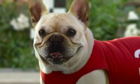 Canines were prominent in this year&amp;#039;s Super Bowl ads, but for many critics, Skechers&amp;#039; Mr. Quiggly proved to be top dog.