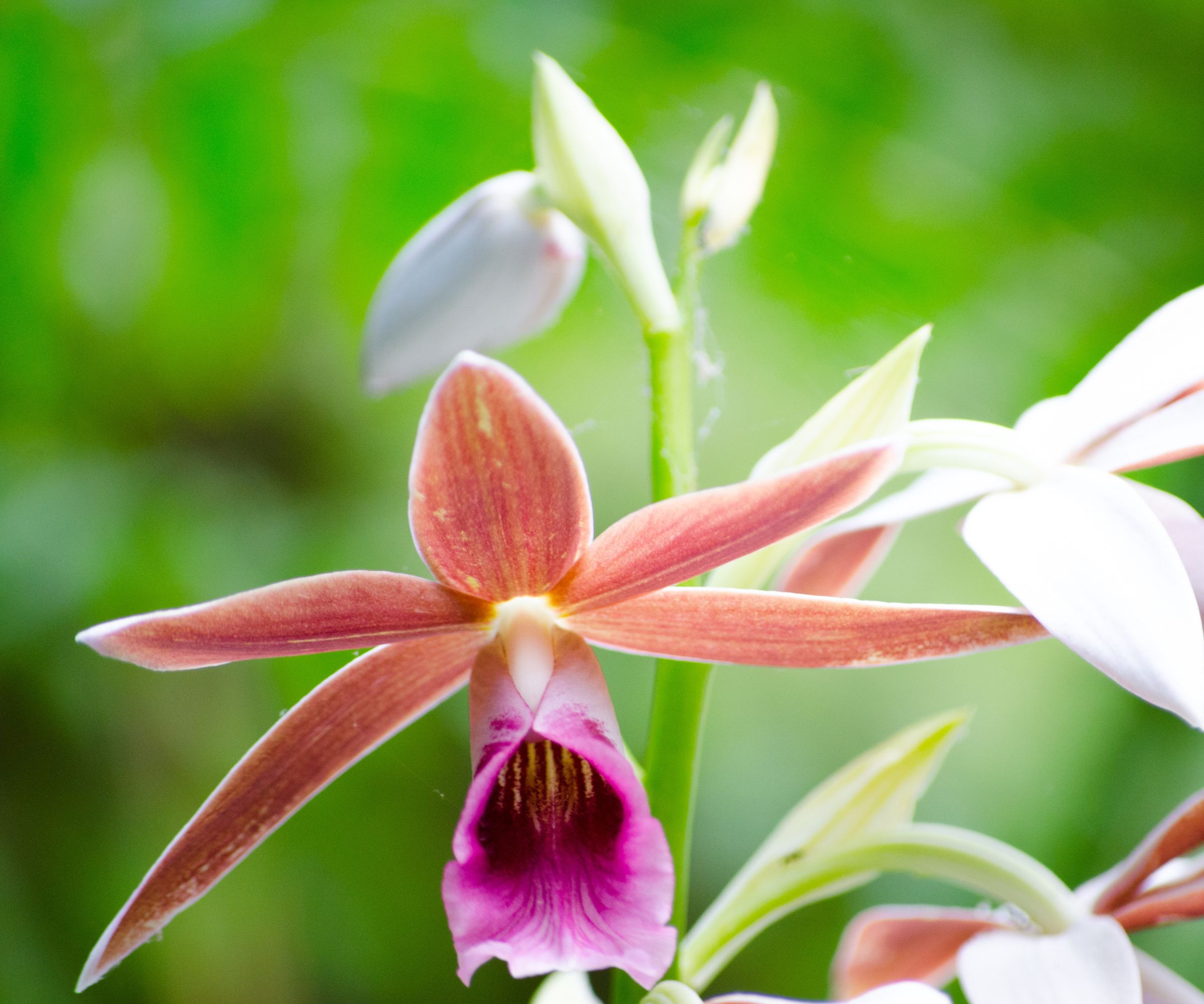Beautiful pink phaius australis or Lesser swamp orchid flowers at a botanical garden, a species of orchid endemic to eastern Australia. It is an evergreen, terrestrial herb with large, crowded pseudobulbs, large pleated leaves