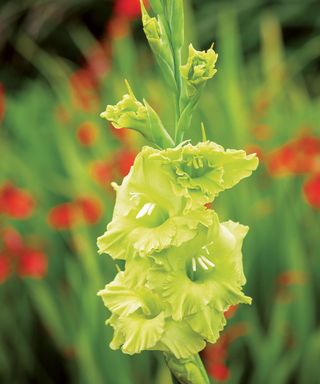 Green-Flowers-Gladiolus-Evergreen-Jonathan-Buckley-Sarahraven-com