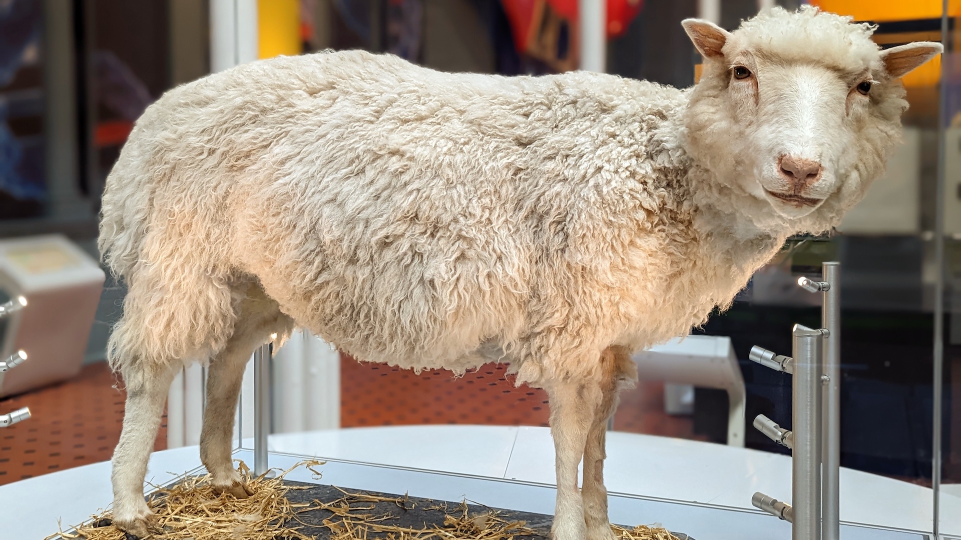 A taxidermied Dolly the Sheep on display in a museum