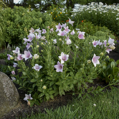Astra Pink Balloon Flower