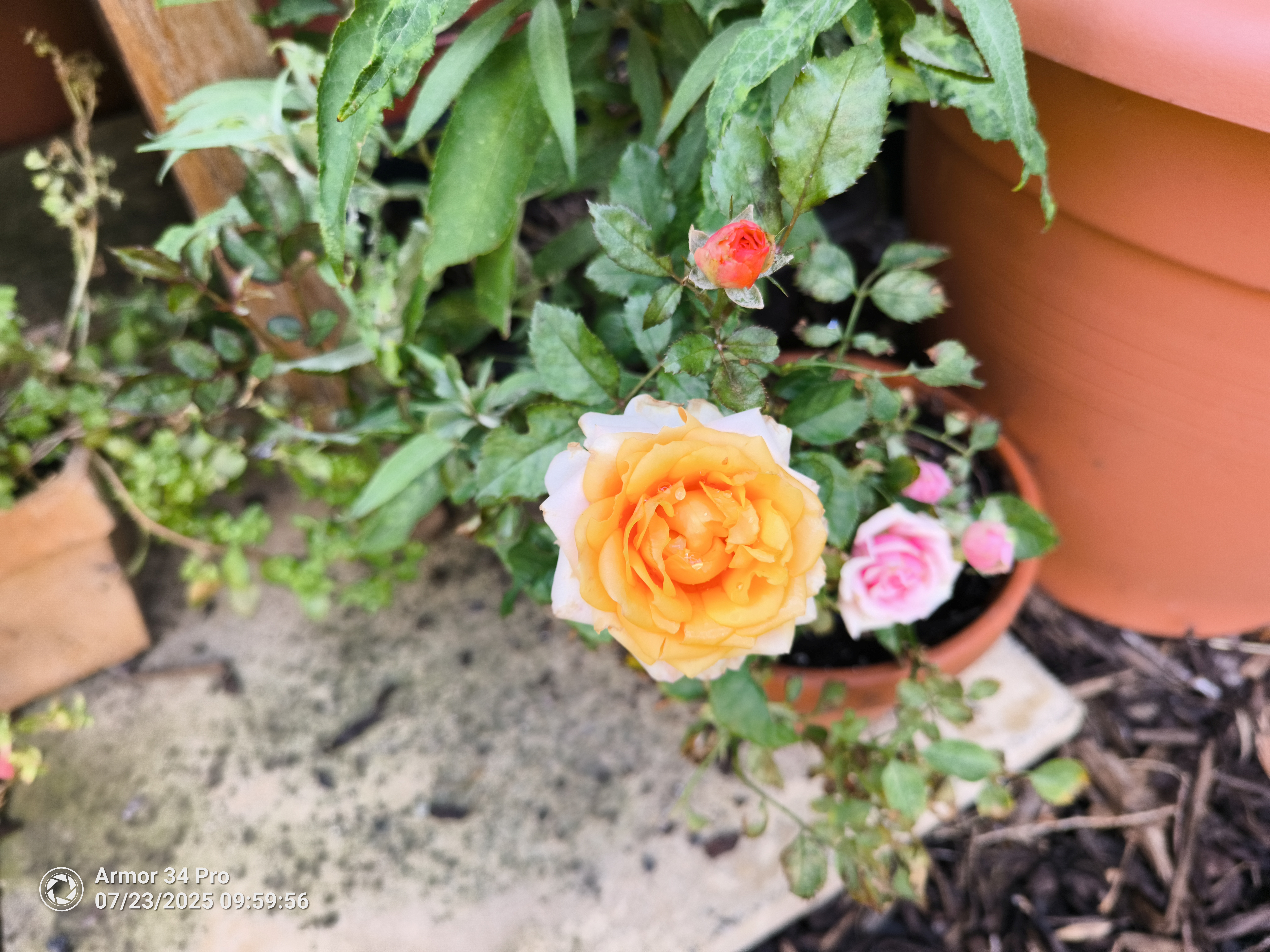 Examples taken with the Ulefone Armor 34 Pro