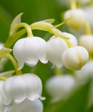 Close-up of white lily of the valley flowers