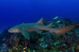 Nurse Shark in British Virgin Islands